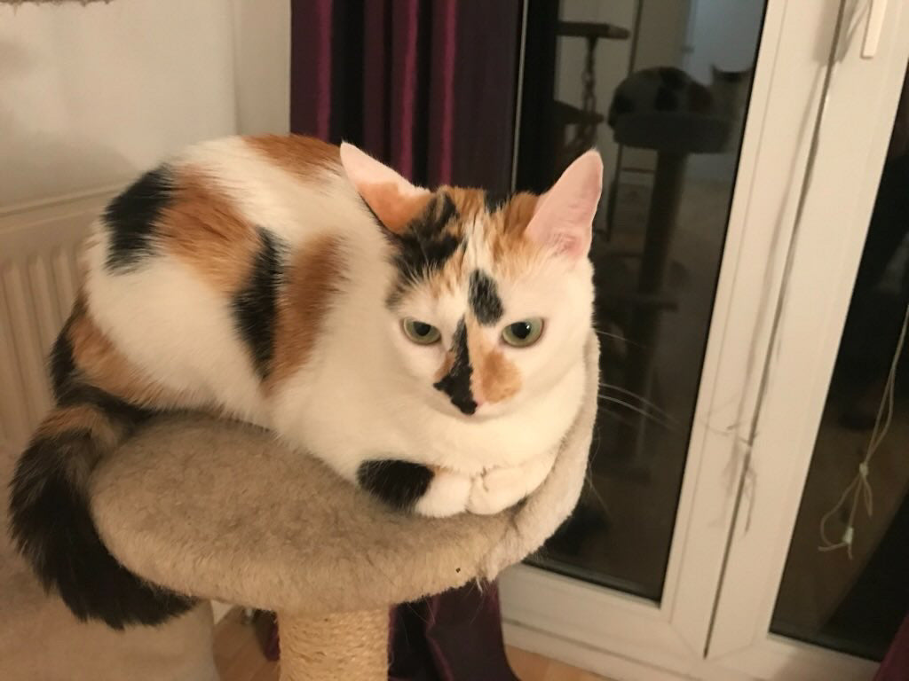 Chat personnalisé [Commande Custom]