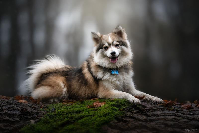 Tryx [Commande Custom]