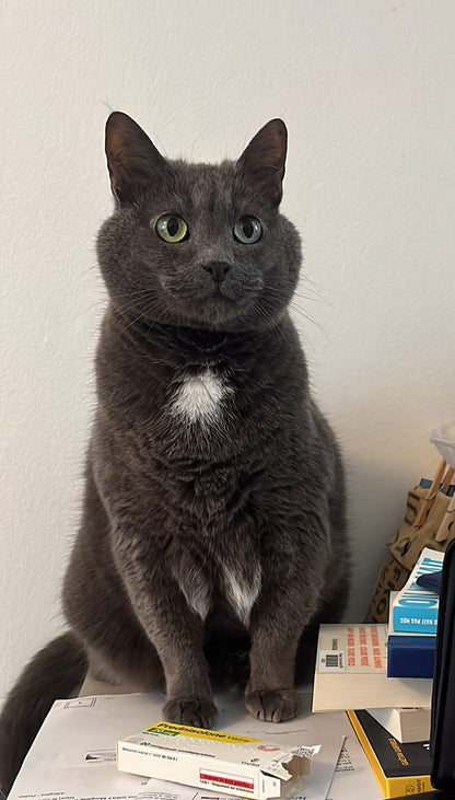 Looping & Dino [Commande Custom]