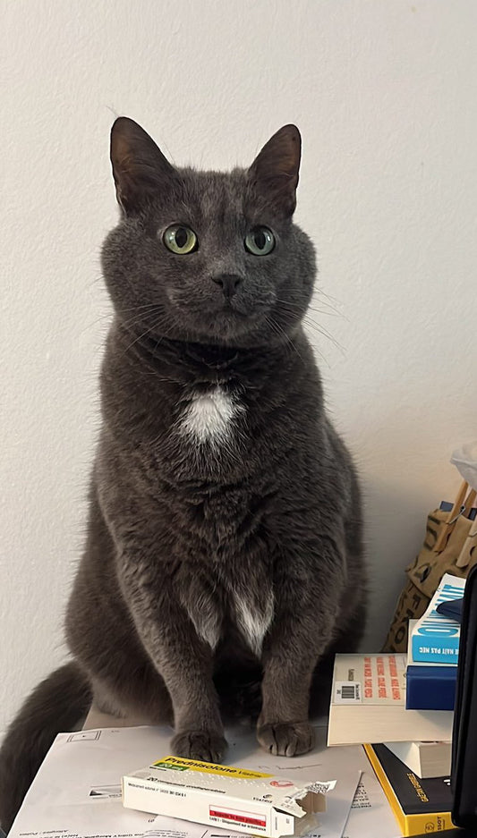 Looping & Dino [Commande Custom]