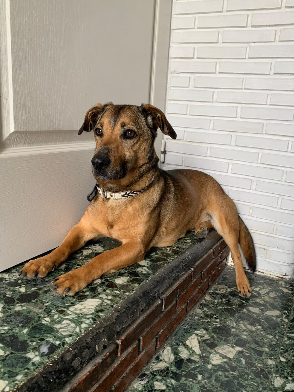 Looping & Dino [Commande Custom]