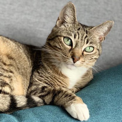 Riesling [Commande Custom]