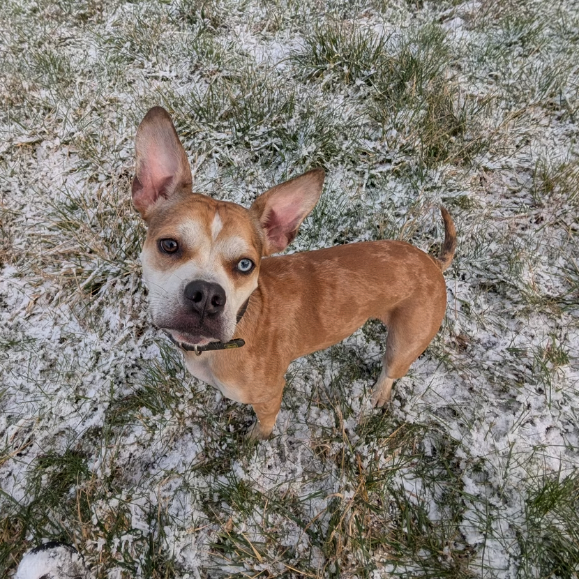 Amstaff croisé Boxer [Commande Custom]