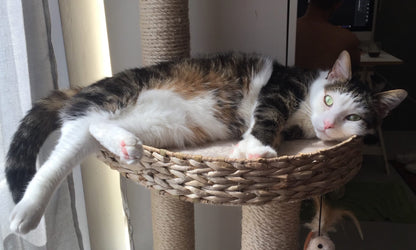 Cookie & Bagheera [Commande Custom]