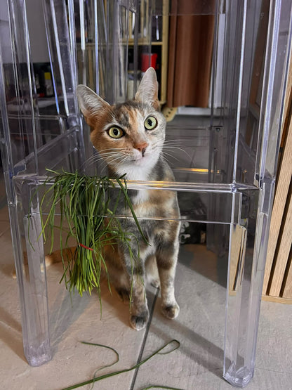 Cookie & Bagheera [Commande Custom]