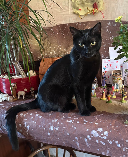 Raven [Commande Custom]