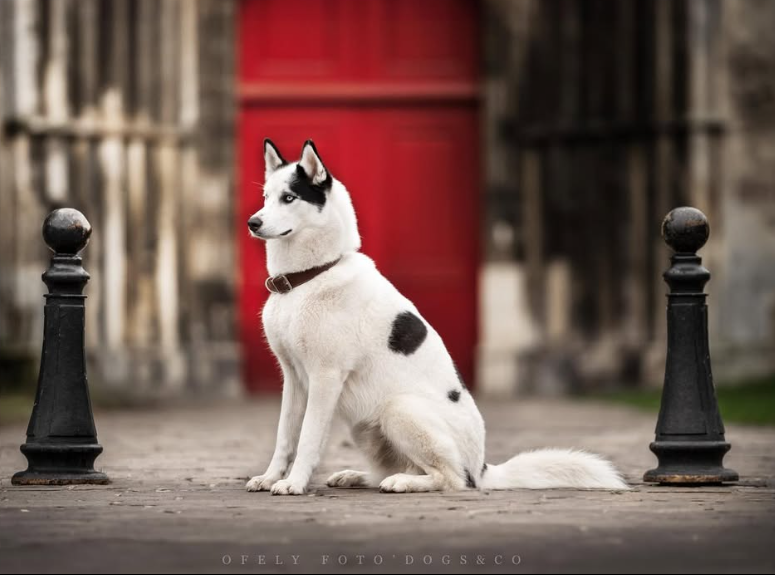 Taïro [Commande Custom]