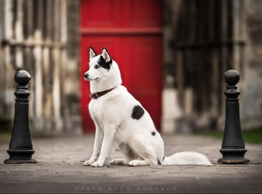 Taïro [Commande Custom]