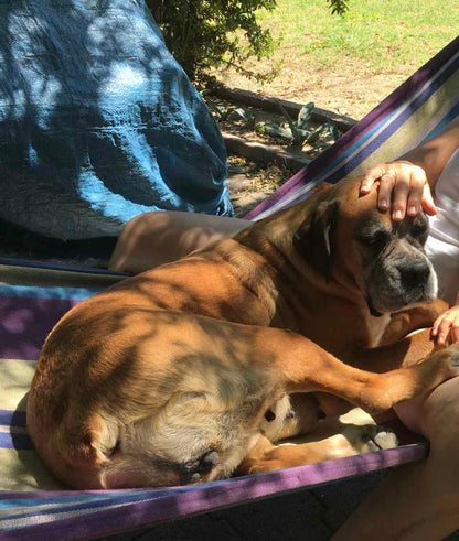 Chien personnalisé [Commande Custom]