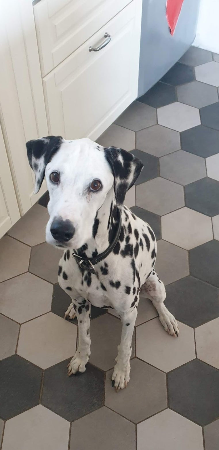 June [Commande Custom]