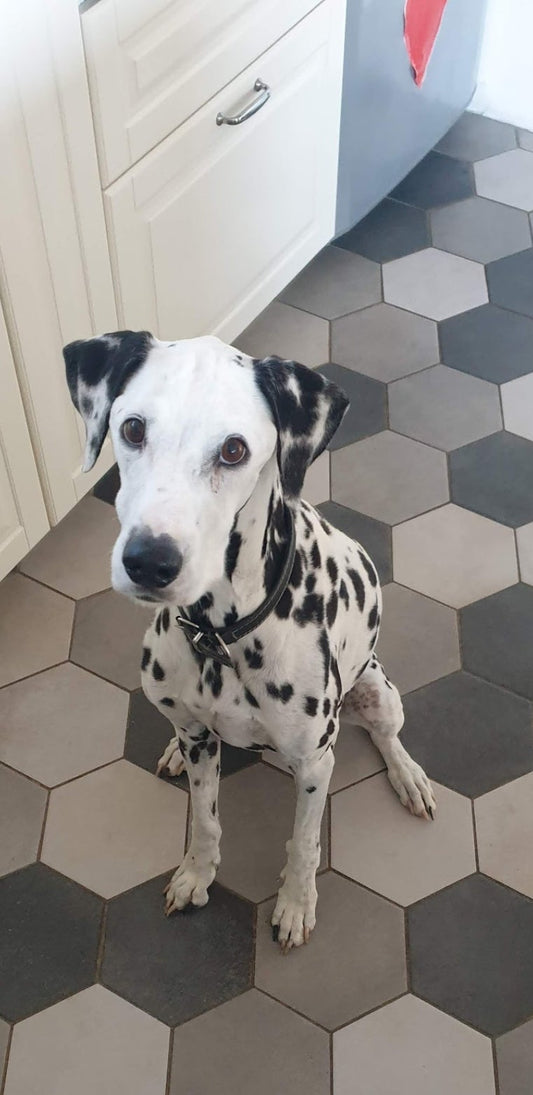 June [Commande Custom]