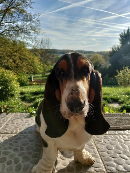 Maya [Commande Custom]